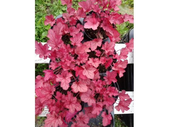 Heuchera "Coralberry" Plugg