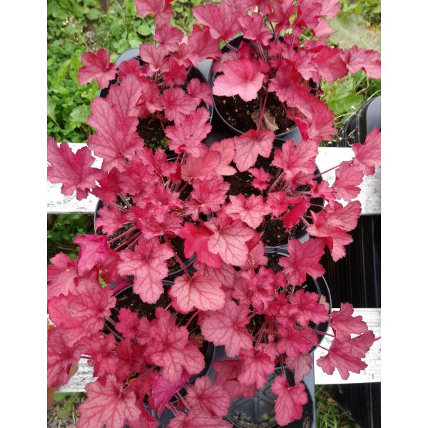 Heuchera "Coralberry 