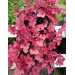 Heuchera "Coralberry" Plugg