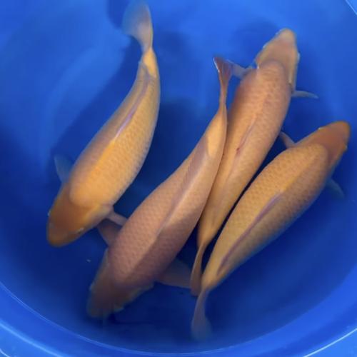 Hq Female Nisai Karashi 50-55cm