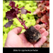 Heuchera "Black Forest Cake" Plugg
