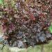 Heuchera "Chocolate Ruffles" Plugg