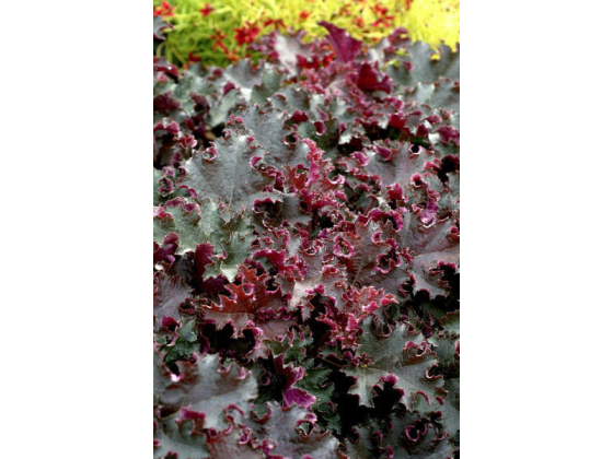 Heuchera "Chocolate Ruffles" Plugg
