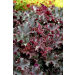 Heuchera "Chocolate Ruffles" Plugg