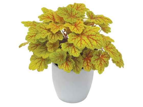 Heuchera "Electra" Plugg