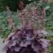 Heuchera "Grape Timeless" Plugg