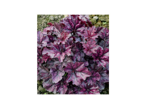 Heuchera "Mulberry" 