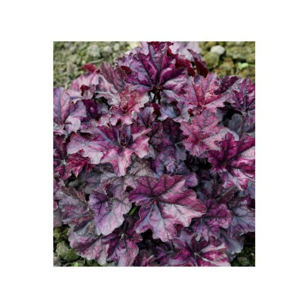 Heuchera "Mulberry" 