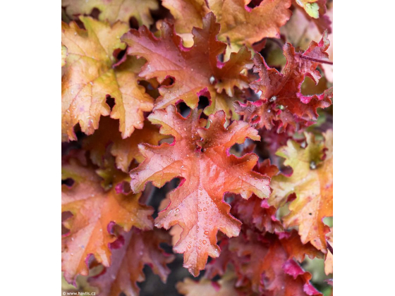 Heuchera "Orangeberry" 