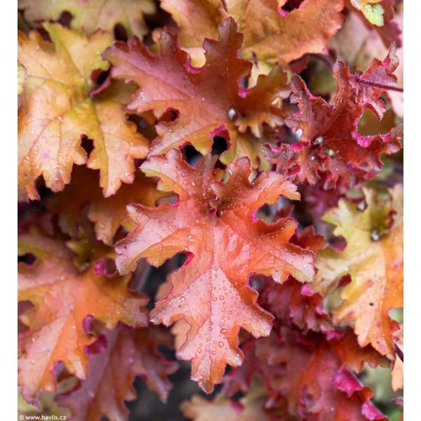 Heuchera "Orangeberry" 