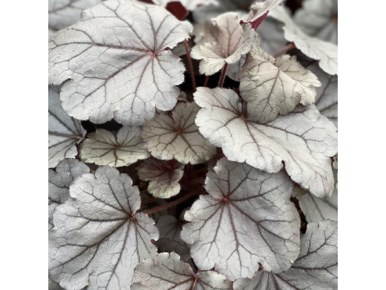 Heuchera "Silverberry "