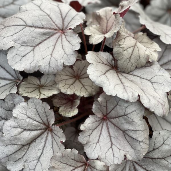 Heuchera "Silverberry "