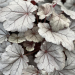 Heuchera "Silverberry" Plugg