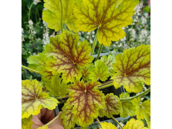 Heuchera "Splashberry" Plugg