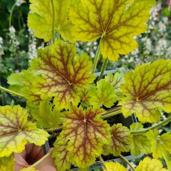 Heuchera "Splashberry" 