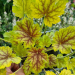 Heuchera "Splashberry" Plugg