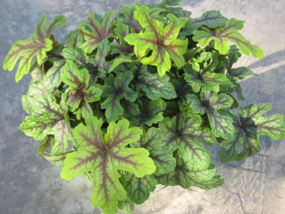 Heucherella "Alabama Sunrise" 