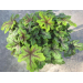 Heucherella "Alabama Sunrise" 