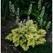 Heucherella "Alabama Sunrise" 