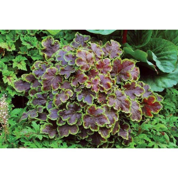 Heucherella "Solar Eclipse" plugg