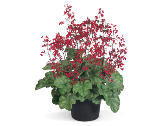 Heuchera "Sanguineum Coral Forest" 