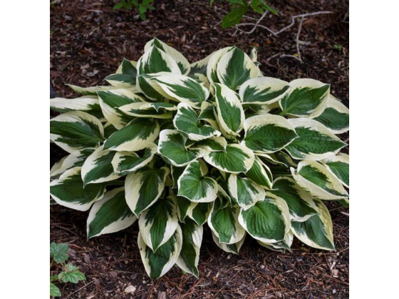 Hosta "Patriot" 