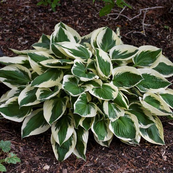 Hosta "Patriot" 