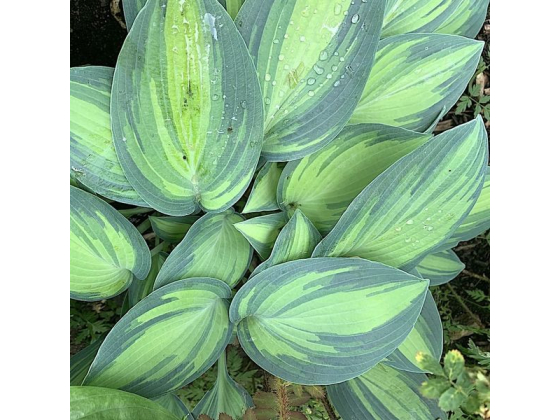 Hosta "June" 