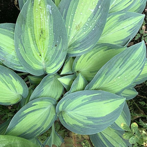 Hosta "June" 