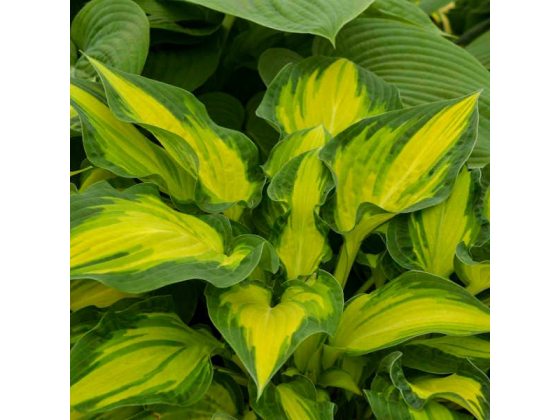 Hosta "Happy Dayz" 