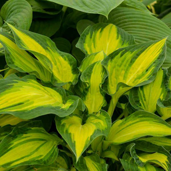 Hosta "Happy Dayz" 