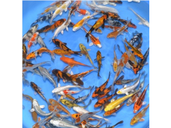 Tosai mix 12-15cm 