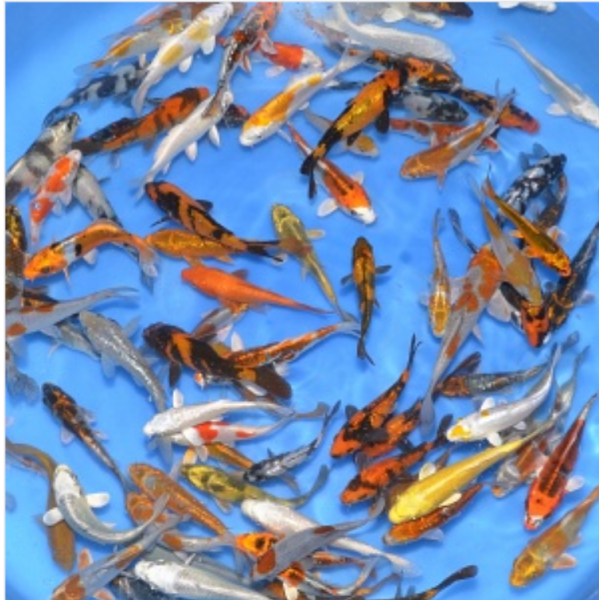 Tosai mix 12-15cm 