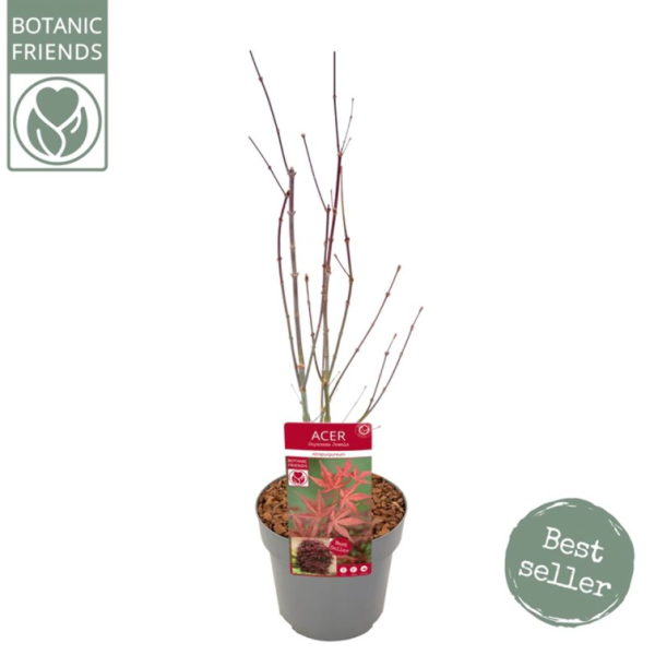 Japansk Rød Viftelønn / Acer Atropurpureum / 21cm potte