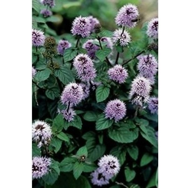Vannmynte (Mentha aquatica)