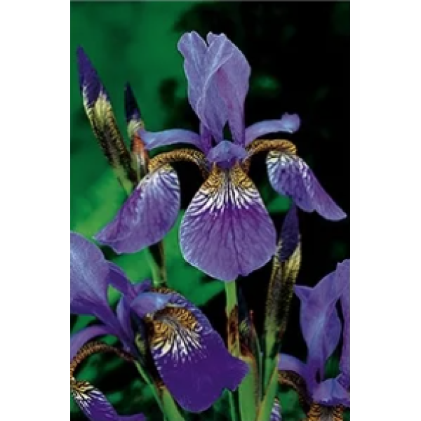 Sibiriris (Iris sibirica)