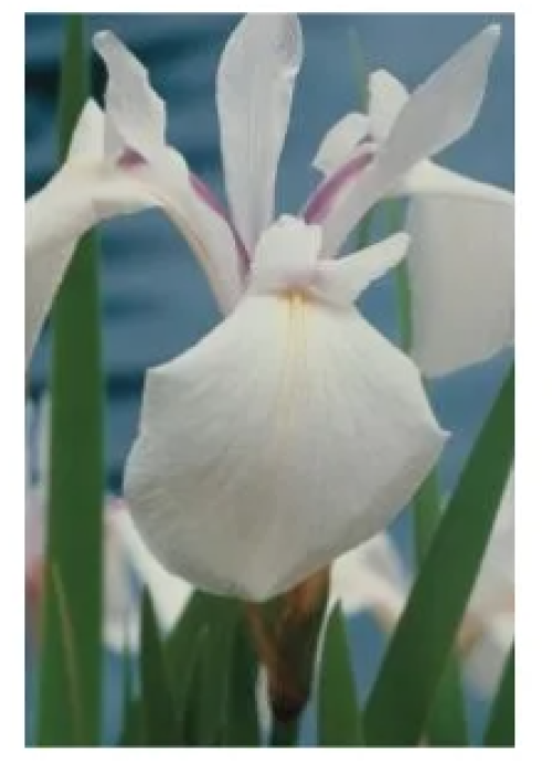 Iris sibirica «Not Quite White» 