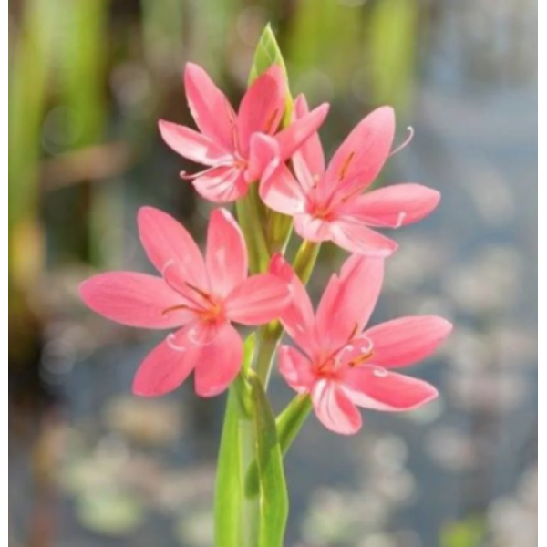 Rosa Kafferlilje (Schizostylis coccinea Mrs Hagerty)