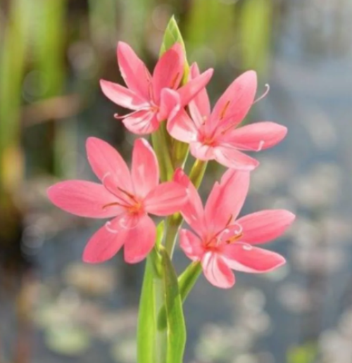 Rosa Kafferlilje (Schizostylis coccinea Mrs Hagerty)