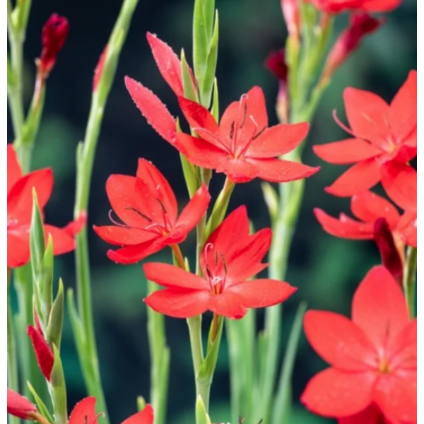 Rød Kafferlilje ( Schizostylis coccinea Major )