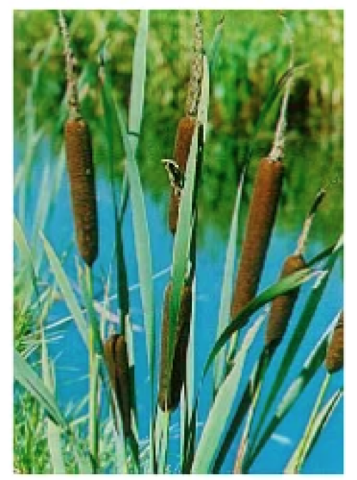 Bredbladet dunkjevle (Typha latifolia)