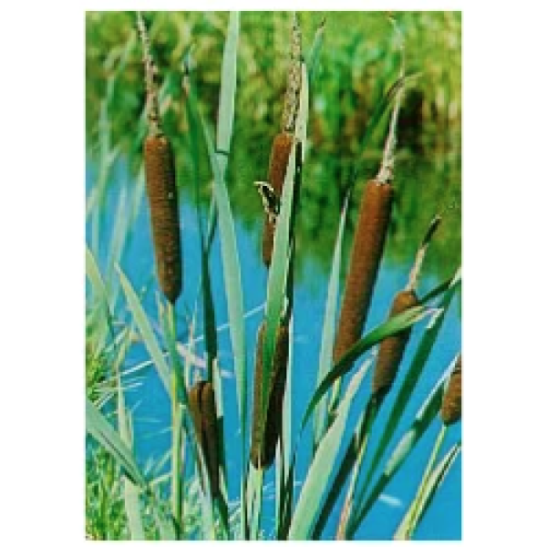 Bredbladet dunkjevle (Typha latifolia)
