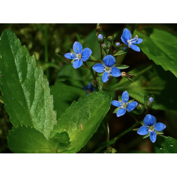 Bekkeveronica (Veronica beccabunga)