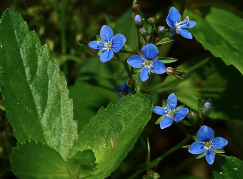 Bekkeveronica (Veronica beccabunga)