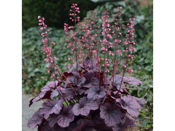 Heuchera "Grape Timeless"