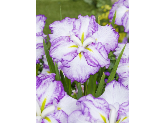 Iris ensata Dinner Plate Tiramisu