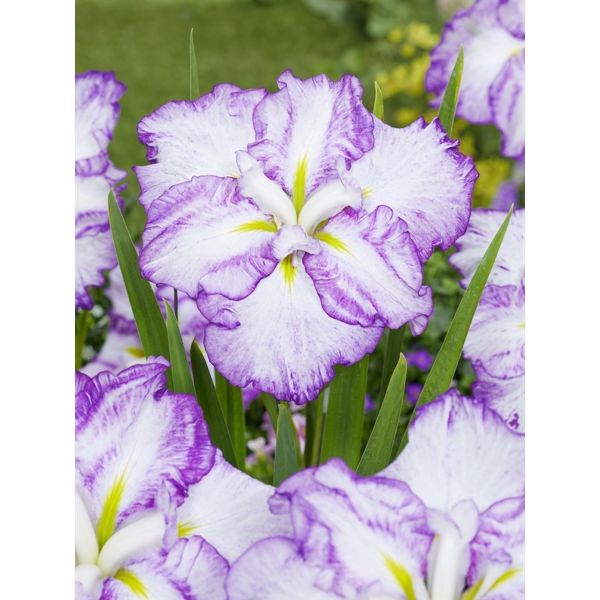 Iris ensata Dinner Plate Tiramisu