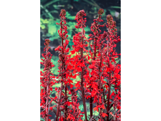 Lobelia 'Queen Victoria'