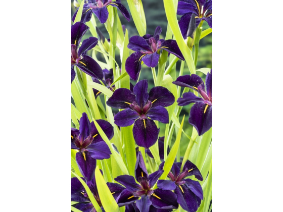 Iris 'Black Gamecock'