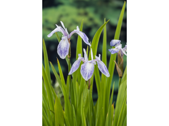 Iris laevigata 'Mottled Beauty'